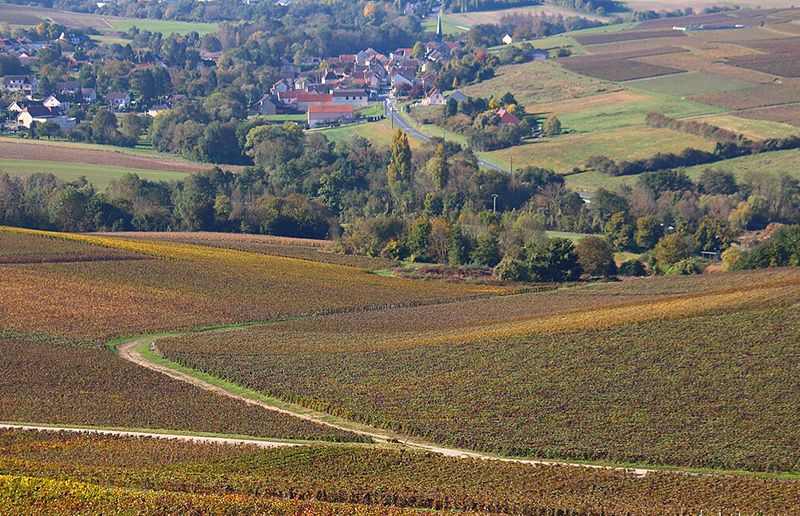 Vignoble de Champagne