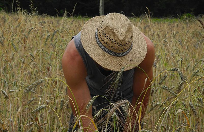 Dans un champs de blé, plan moyen d'un homme coiffé d'un chapeau de paille, penché sur les blés
