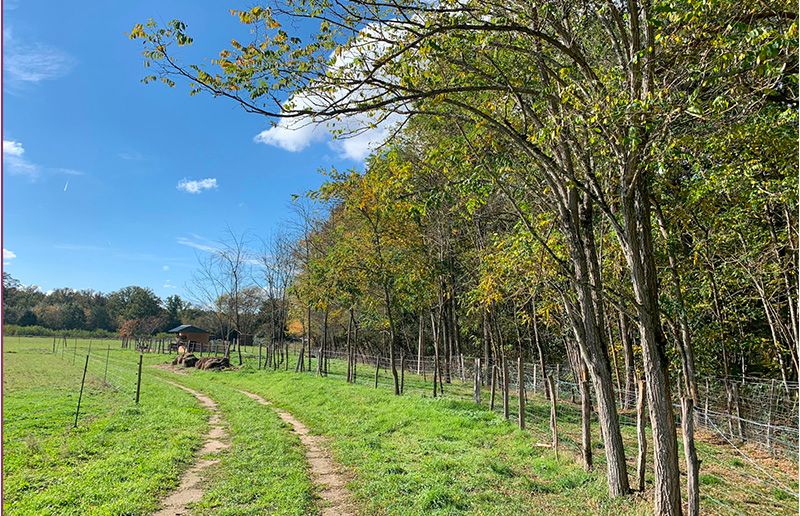 Chemin au milieu d'un champ avec haie