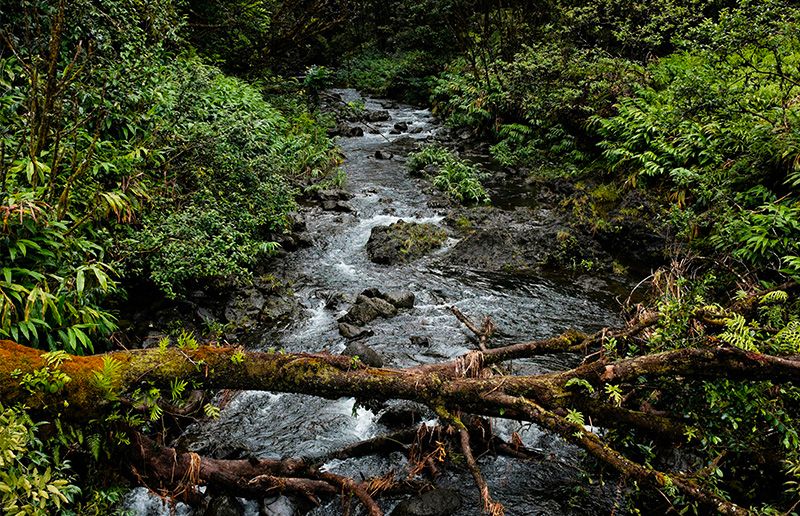 Ruisseau dans une forêt